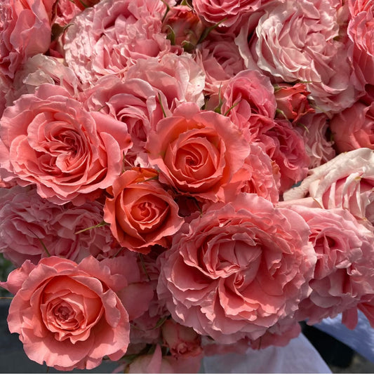 Corail Gelee Rose - Kate Roses