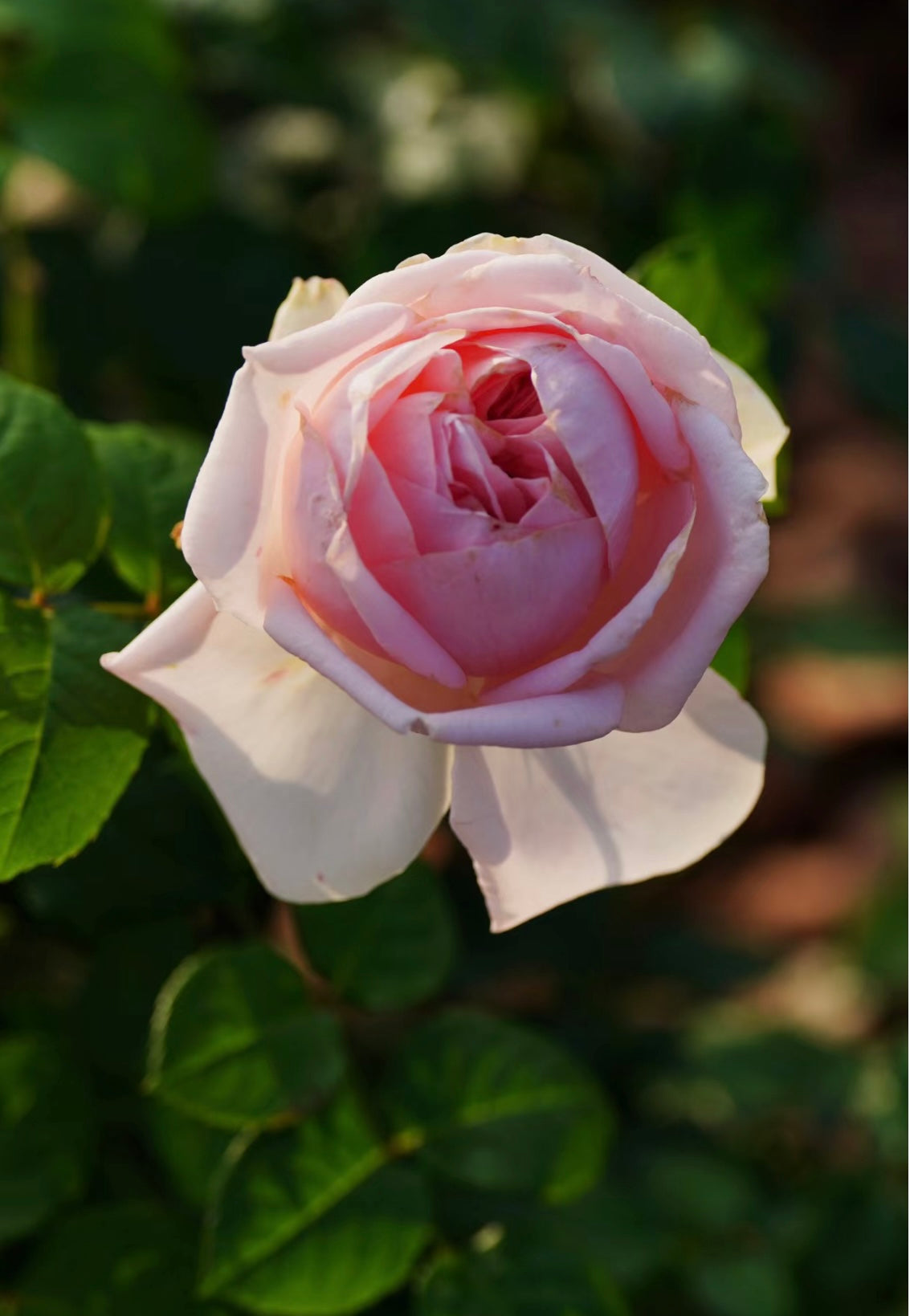 Pretty Yuto Rose