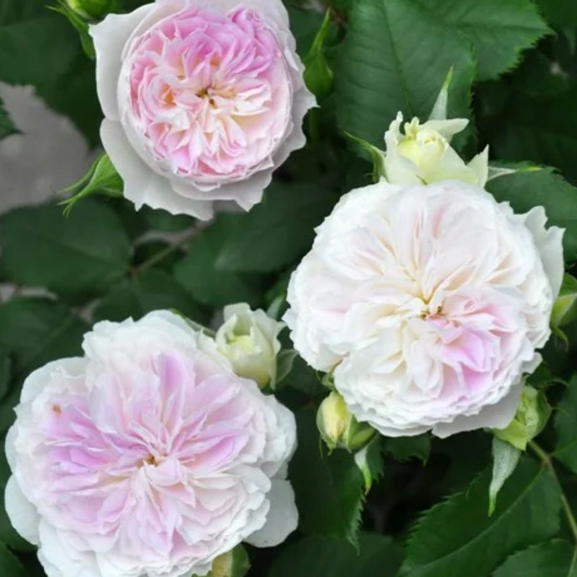 Blue Moon Stone Rose - Kate Roses