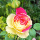 Fugetsu Rose