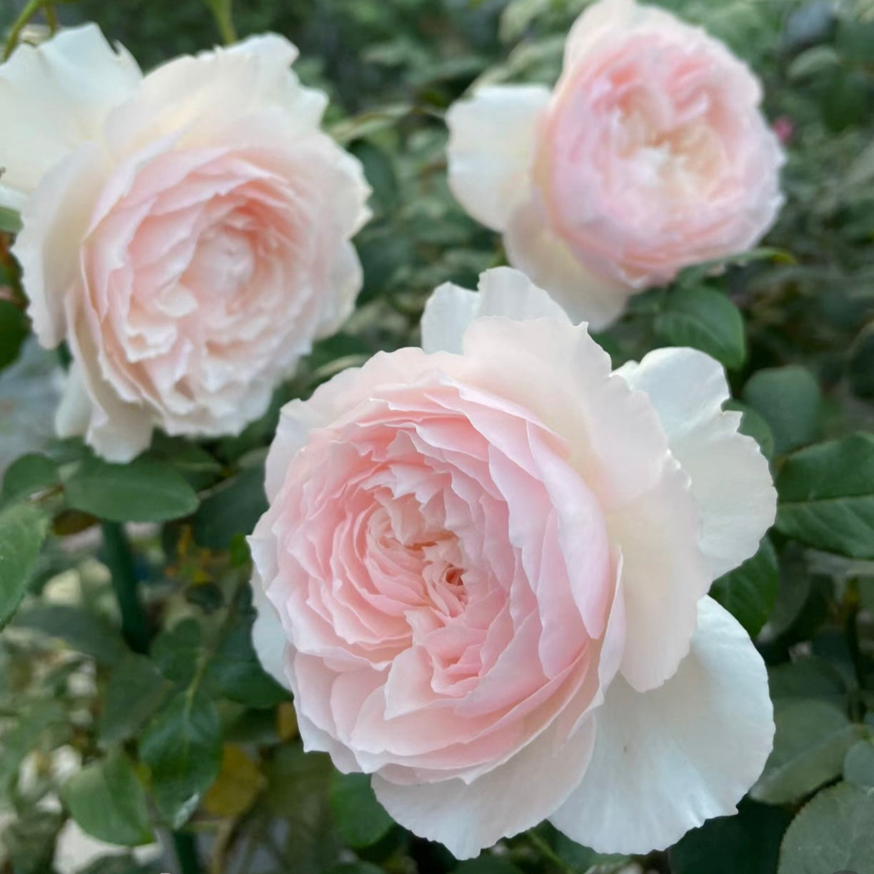 Hiyori Rose