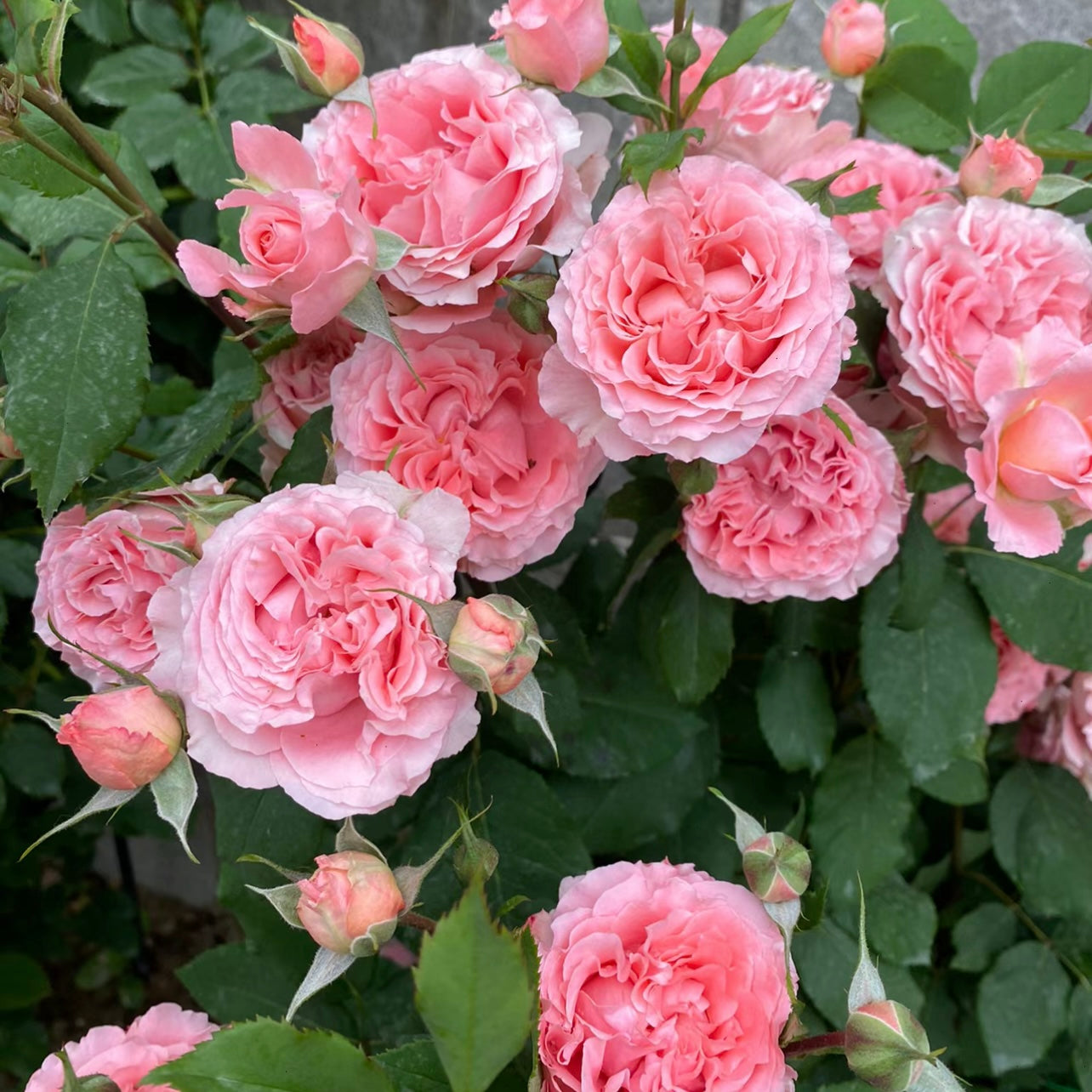 Corail Gelee Rose - Kate Roses