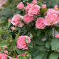 Corail Gelee Rose - Kate Roses