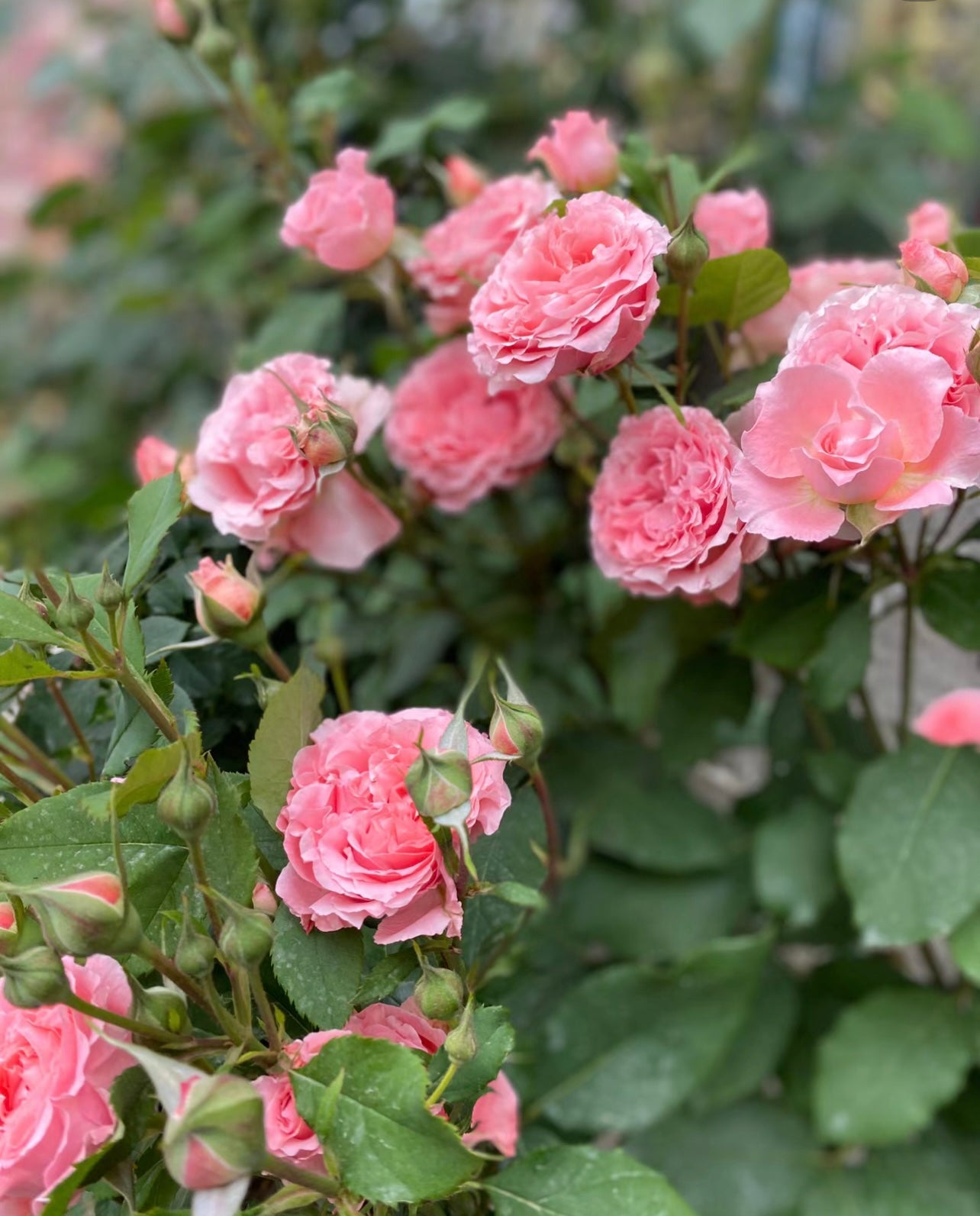 Corail Gelee Rose - Kate Roses