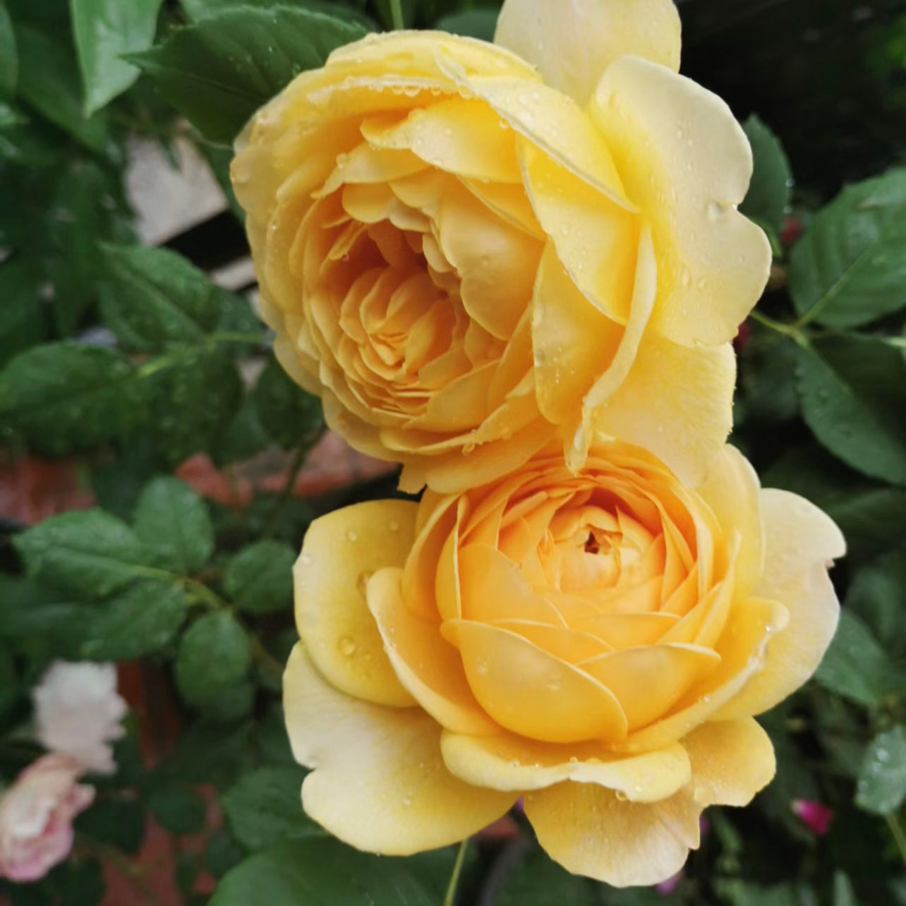 Lemon Pompon Rose - Kate Roses