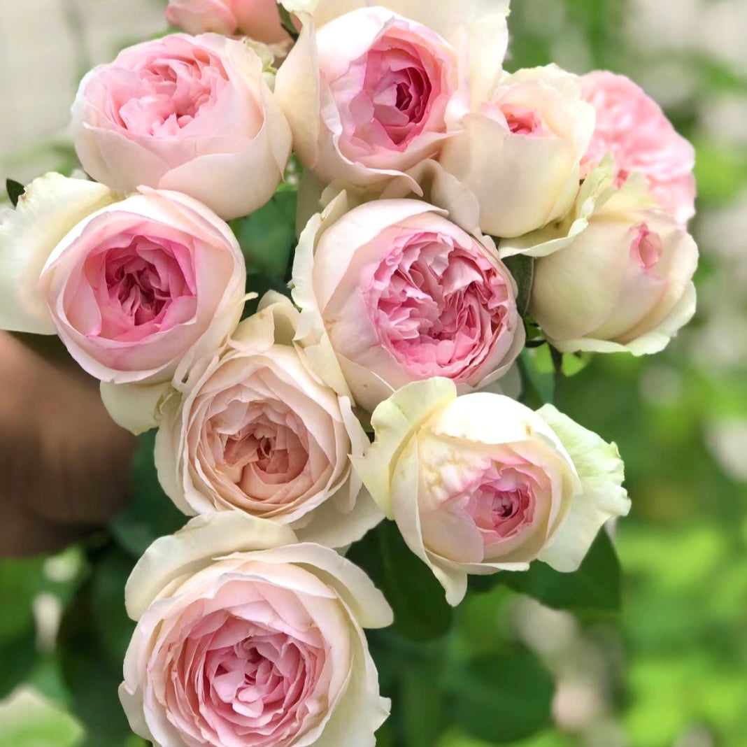 Yves L‘esprit de fille Rose