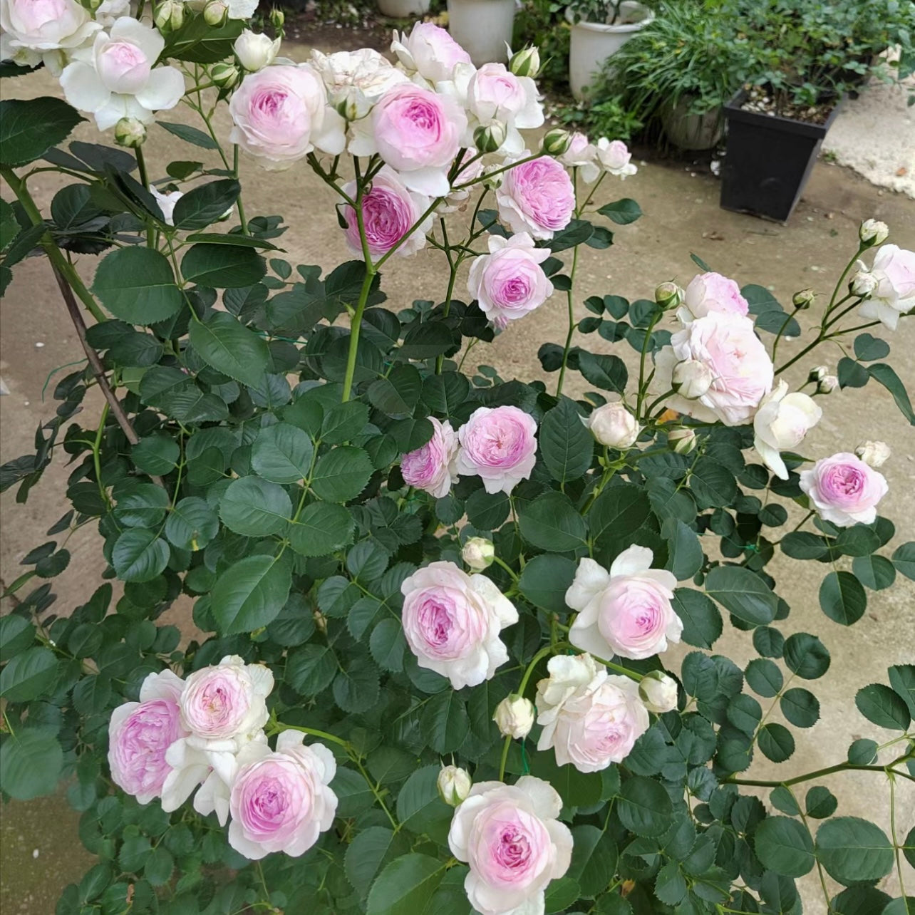 Vesalius Rose - Kate Roses