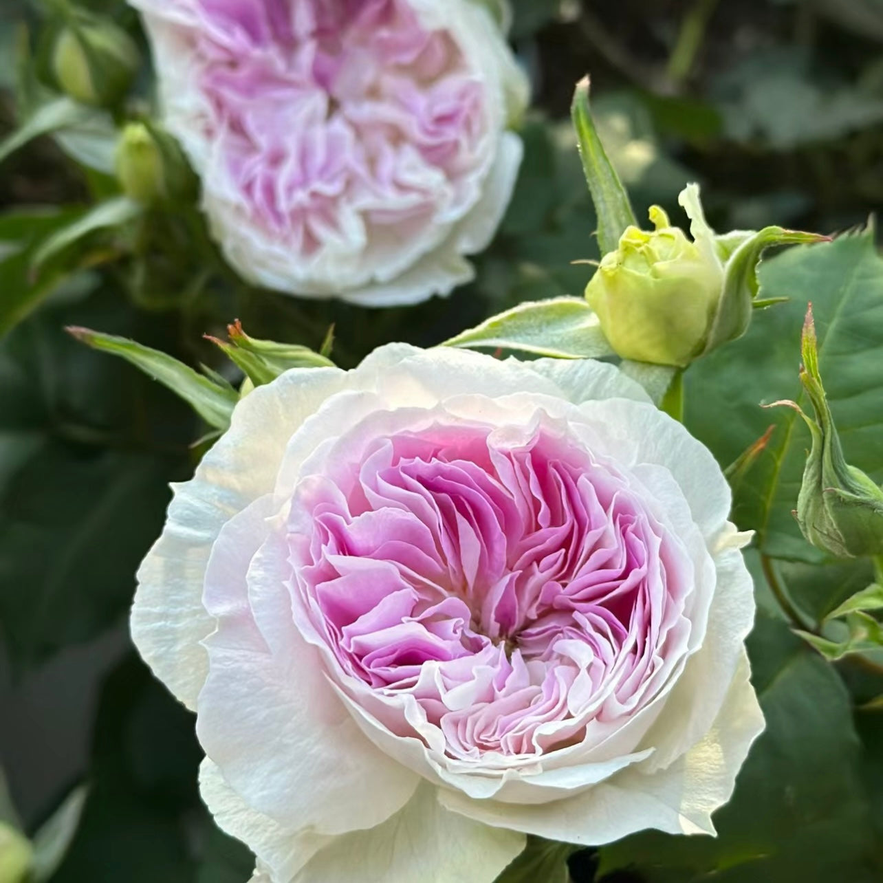Blue Moon Stone Rose - Kate Roses