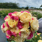 Fugetsu Rose