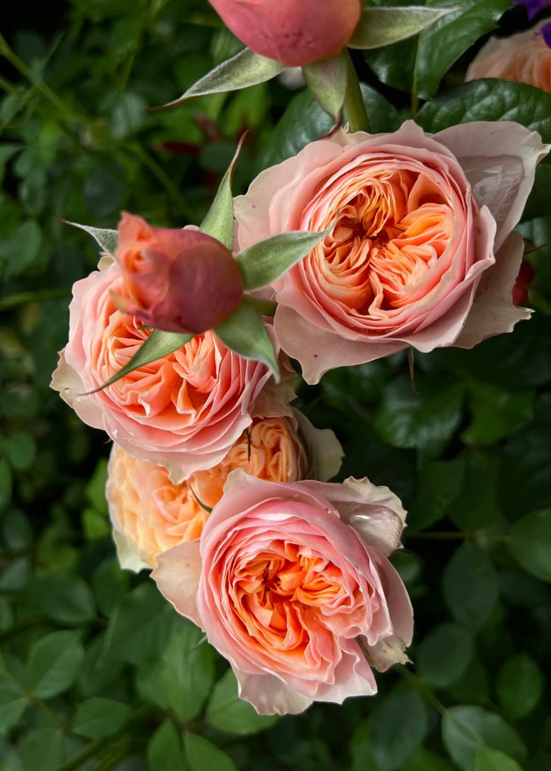 Vuvuzela Rose - Kate Roses