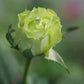 Super Green Rose