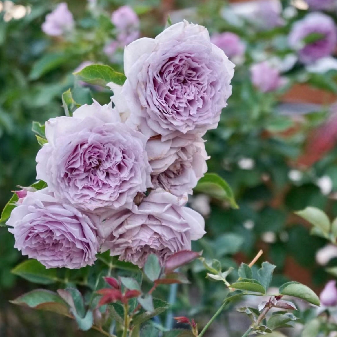 Kaman Roses Kong Meng Rose | Kate Roses