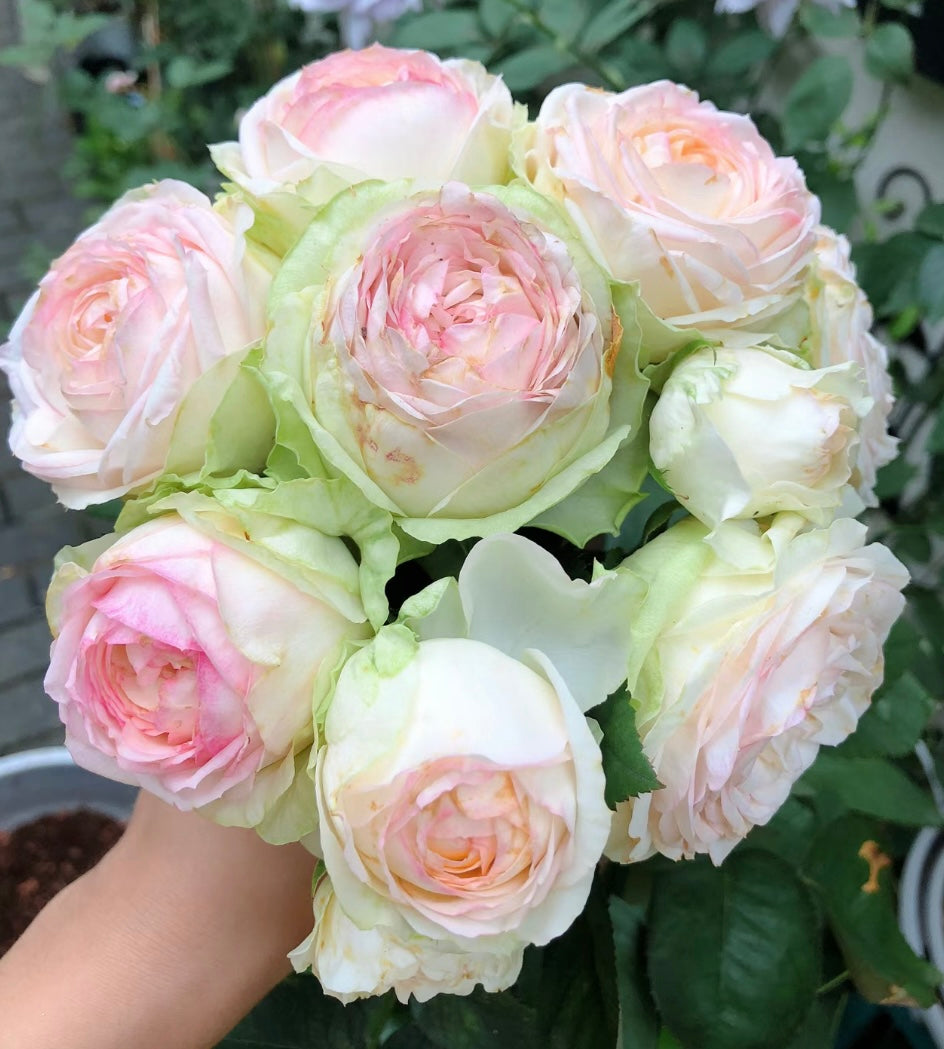 Armure Blanche Rose - Kate Roses