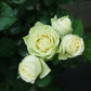Creamy Eden Rose - Kate Roses
