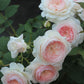 Hiyori Rose