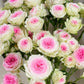 Ice Cream Rose