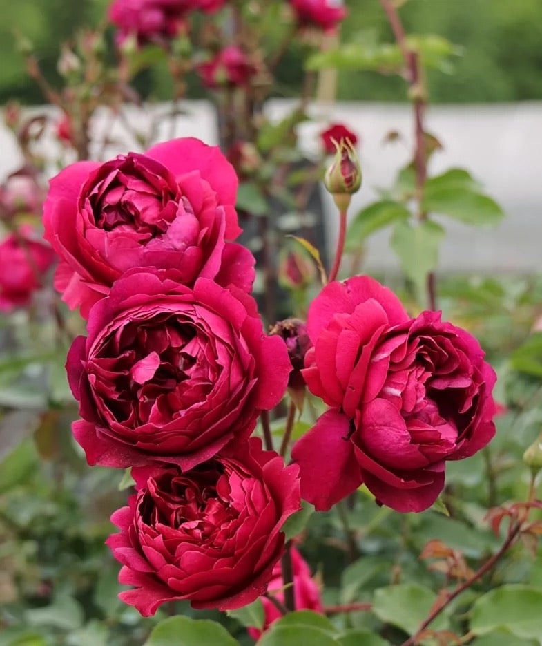 Autumn Rouge Rose - Kate Roses