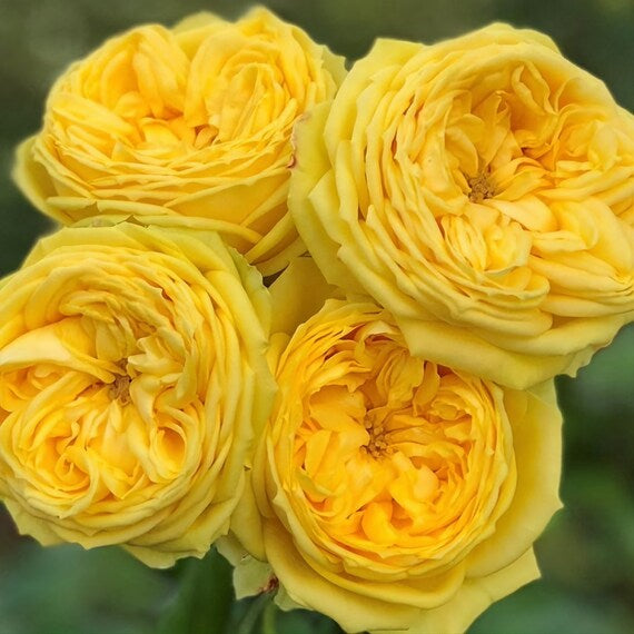 Lemon Pompon Rose - Kate Roses