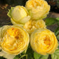 Lemon Pompon Rose - Kate Roses