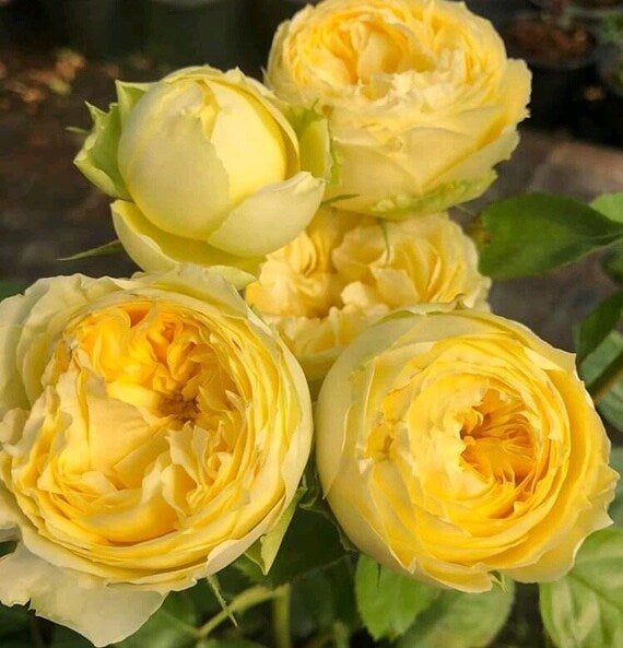 Lemon Pompon Rose - Kate Roses