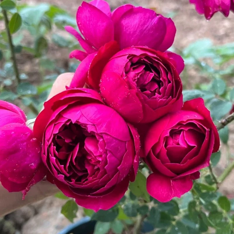 Autumn Rouge Rose - Kate Roses