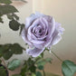 Turn Blue Rose