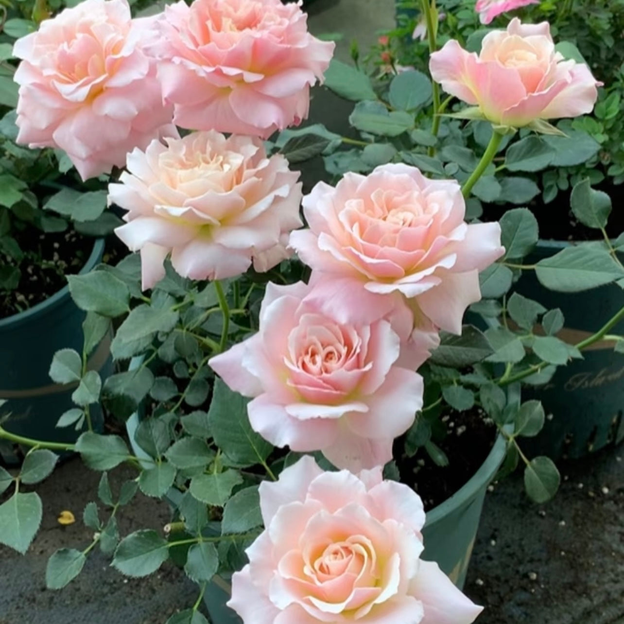 Shushu Rose