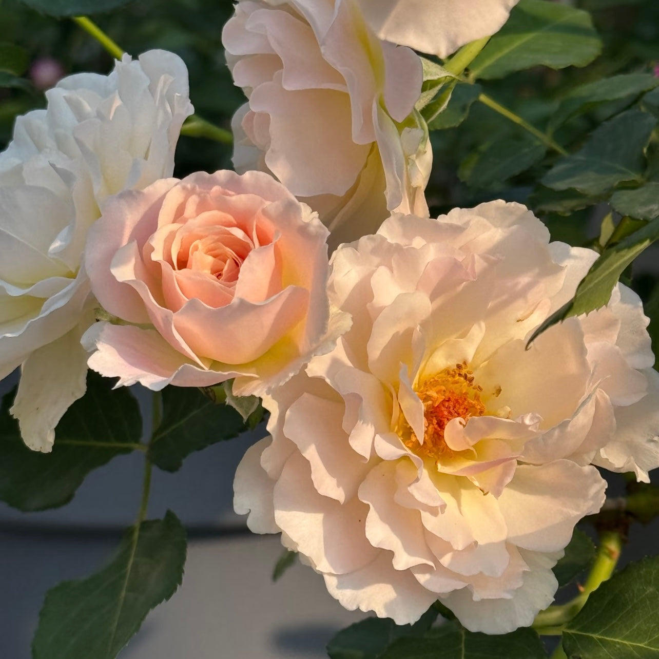 Shushu Rose