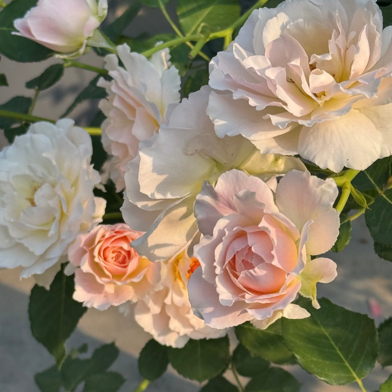 Shushu Rose
