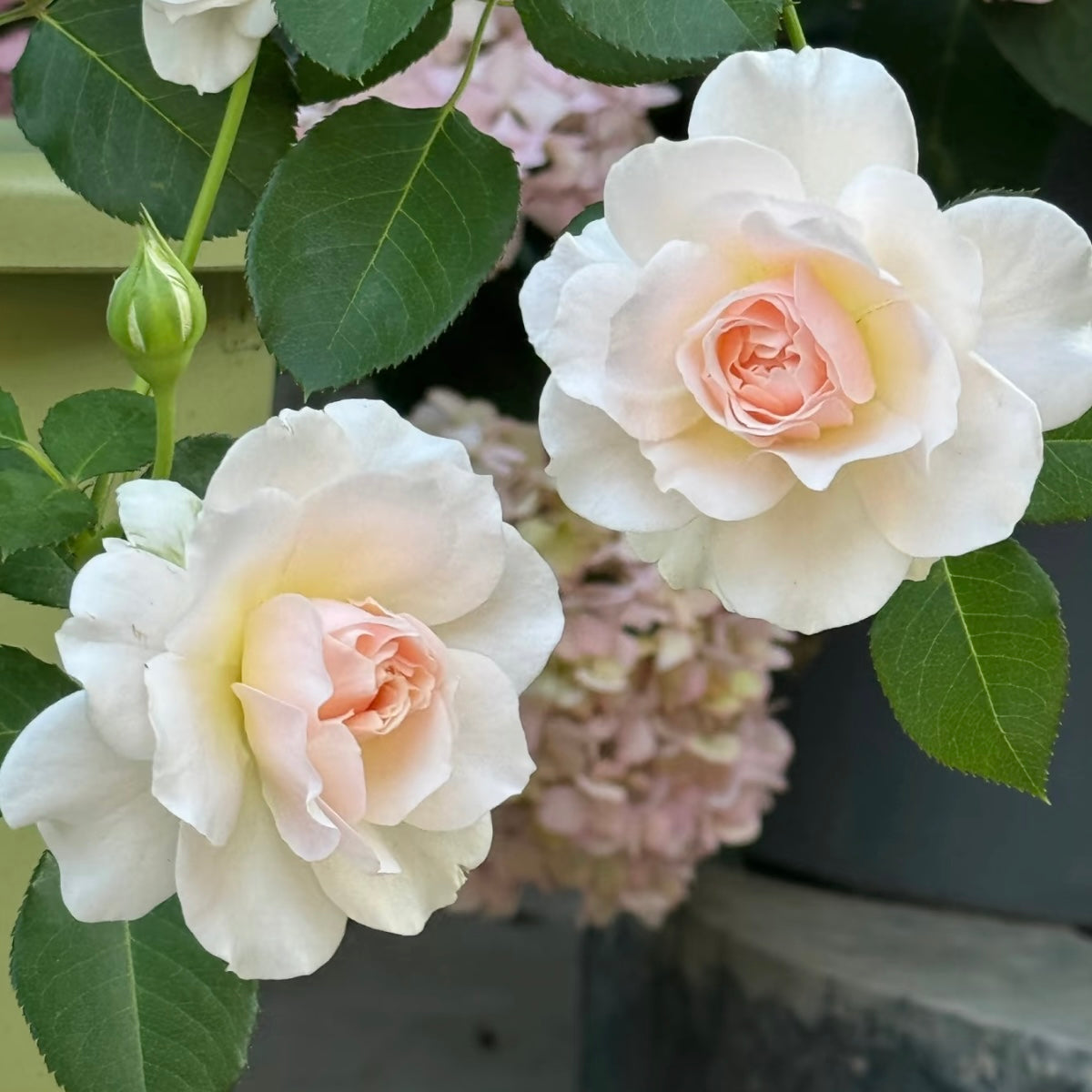 Shushu Rose