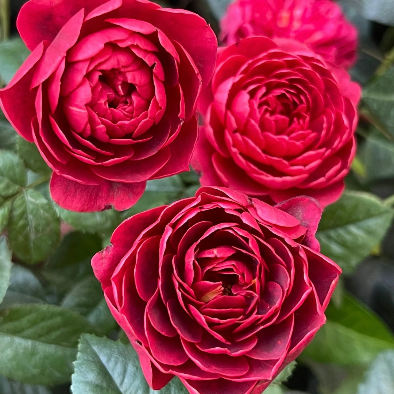 Juicy Cherry Rose – Compact Crimson Miniature Rose | Kate Roses