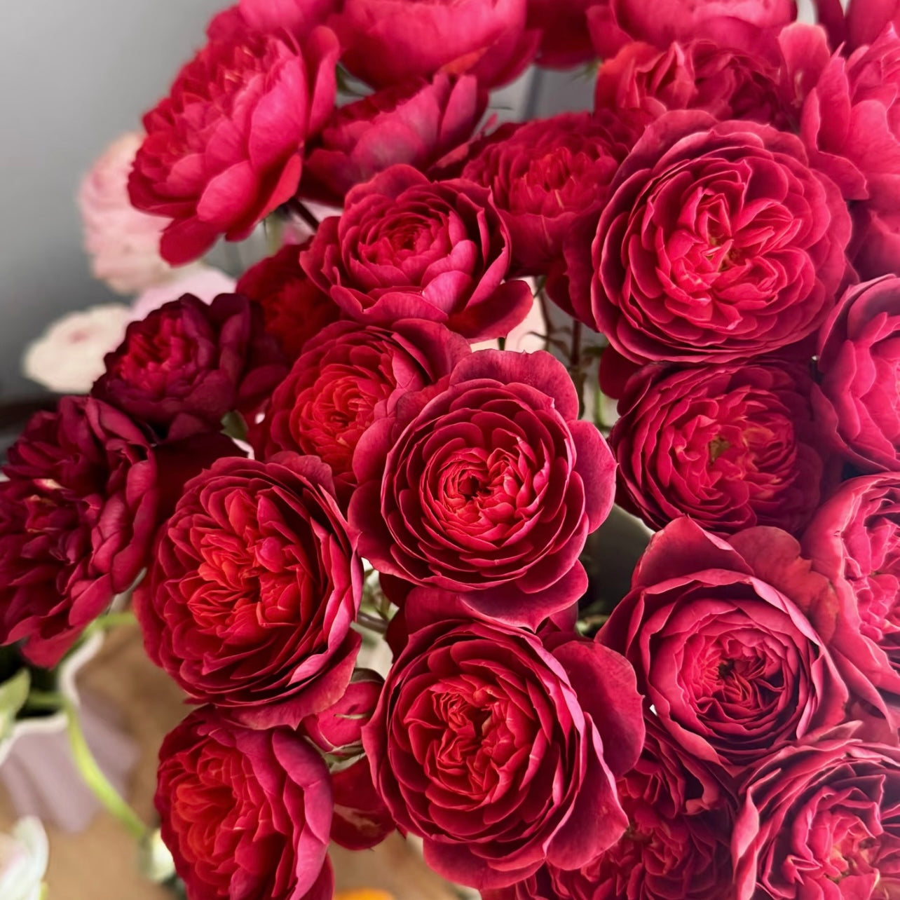 Cherry Juice Rose