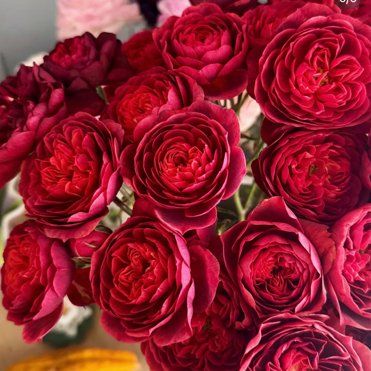 Cherry Juice Rose
