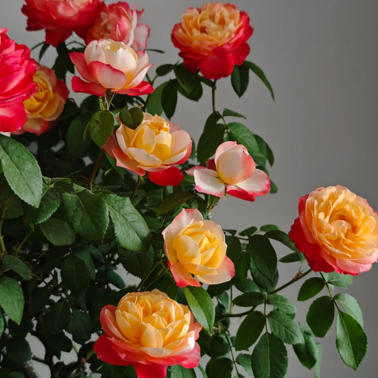 Chance Pom Rose