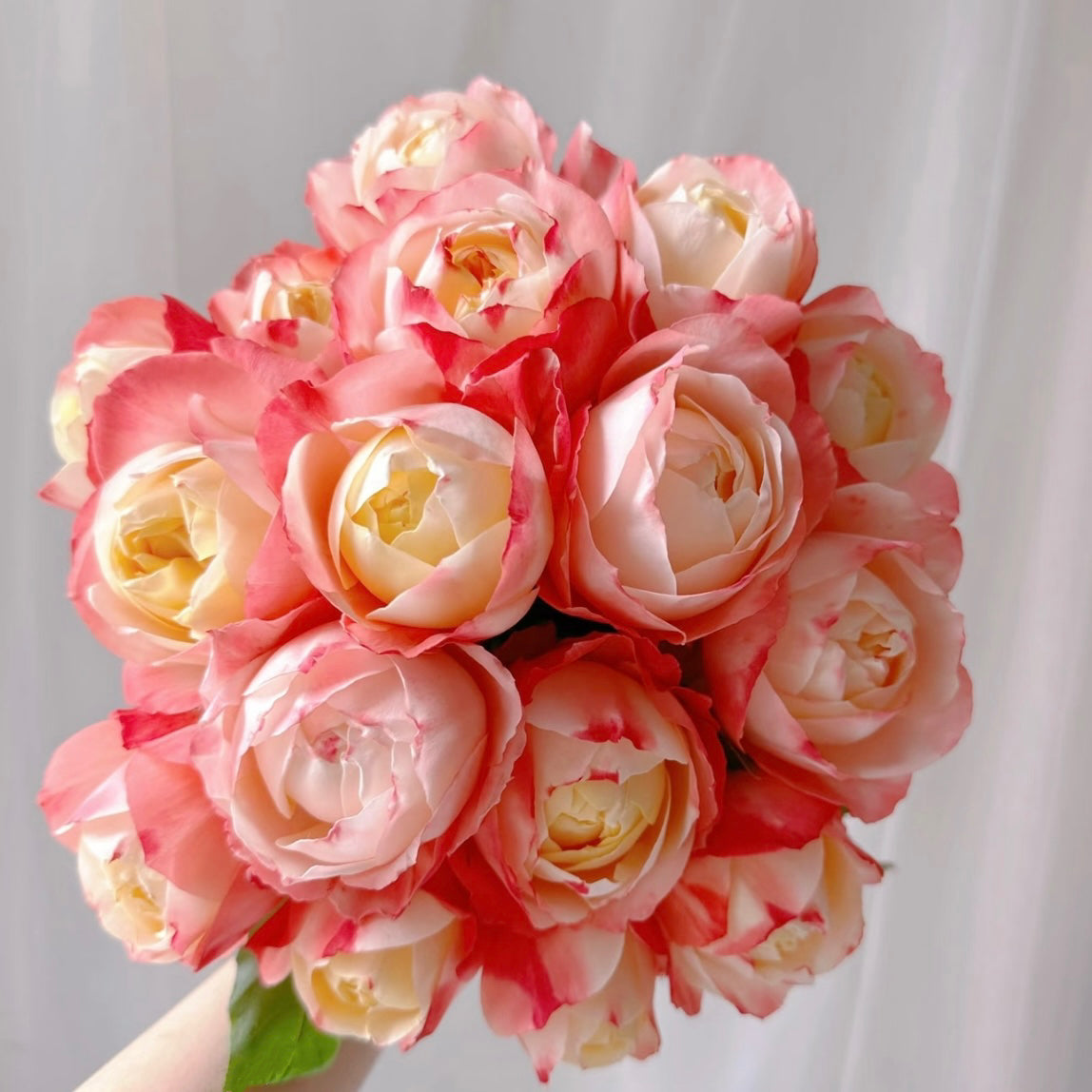 Chance Pom Rose