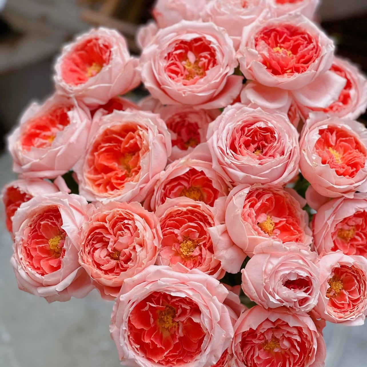 La Chance Rose