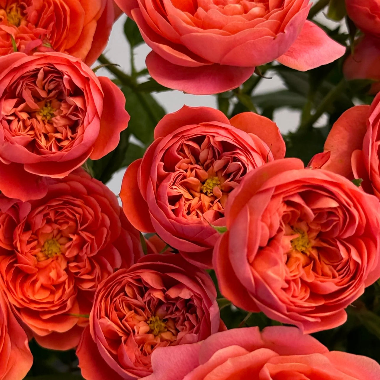 Juicy Red Rose