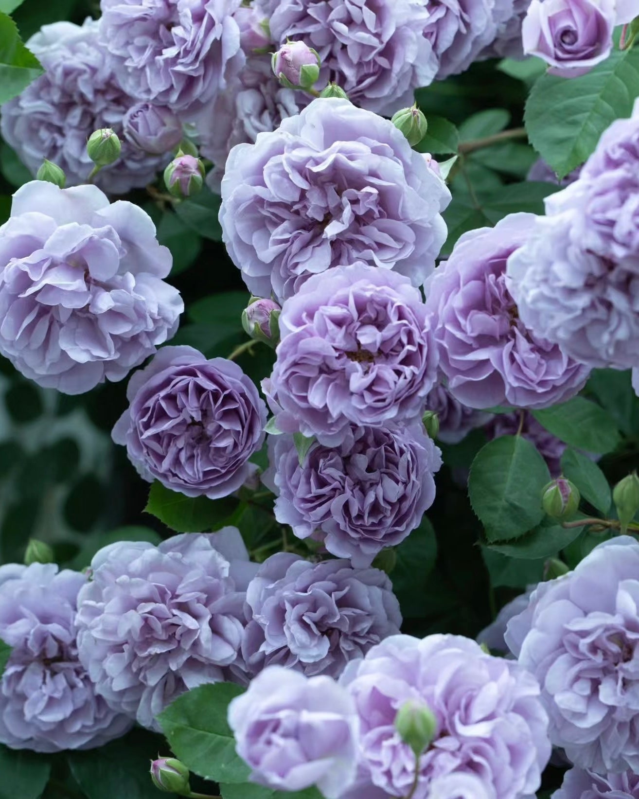 Rainy Blue Tree Rose