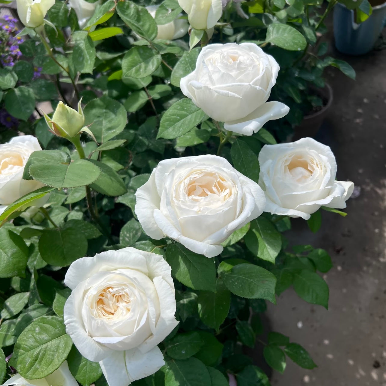 Wedding Road Tree Rose