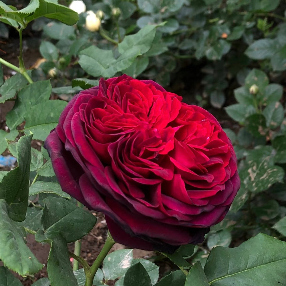 Black Caviar Rose - Strong Fragrance Deep Burgundy | Kate Roses