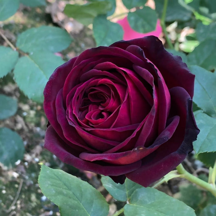 Black Caviar Rose - Strong Fragrance Deep Burgundy | Kate Roses