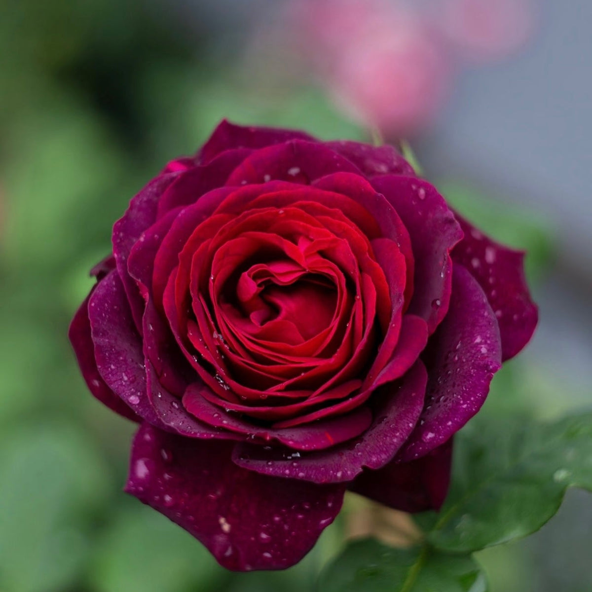 Black Caviar Rose - Strong Fragrance Deep Burgundy | Kate Roses