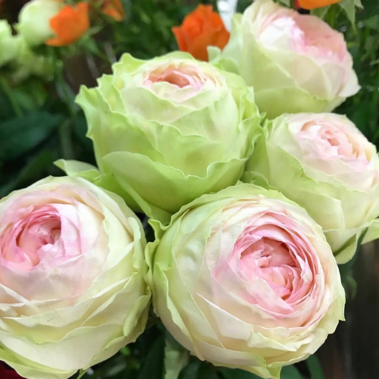 Armure Blanche rose flower in full bloom with layered petals and subtle green undertones, Japanese garden rose.