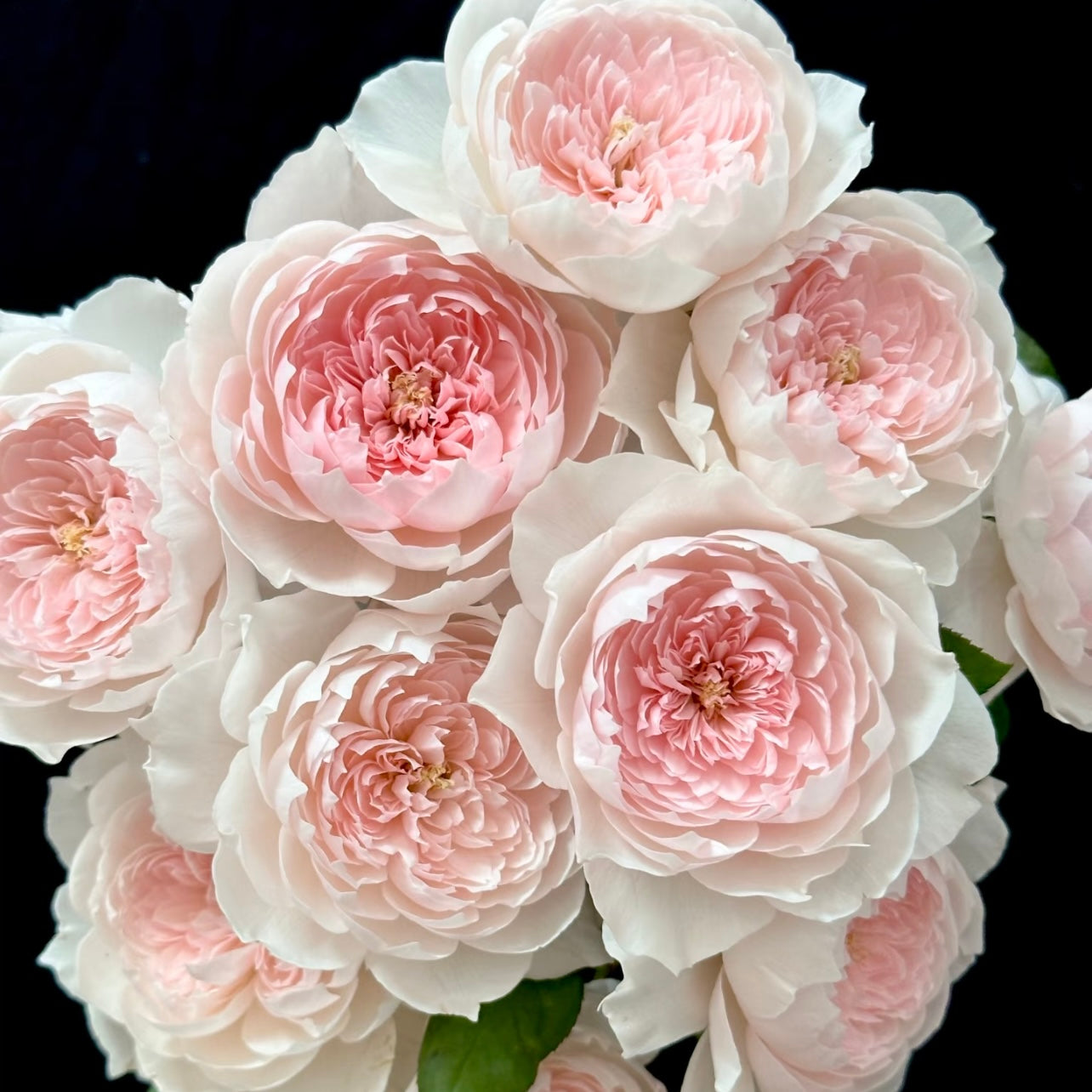 Jia Shu rose with soft blush-pink blooms fading to white, heat-tolerant Chinese rose grown by Kate Roses.