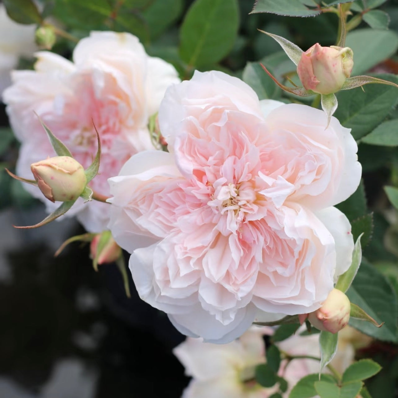 Cluster of Jia Shu roses with soft pink rosette flowers and glossy green leaves, elegant and fragrant garden rose.