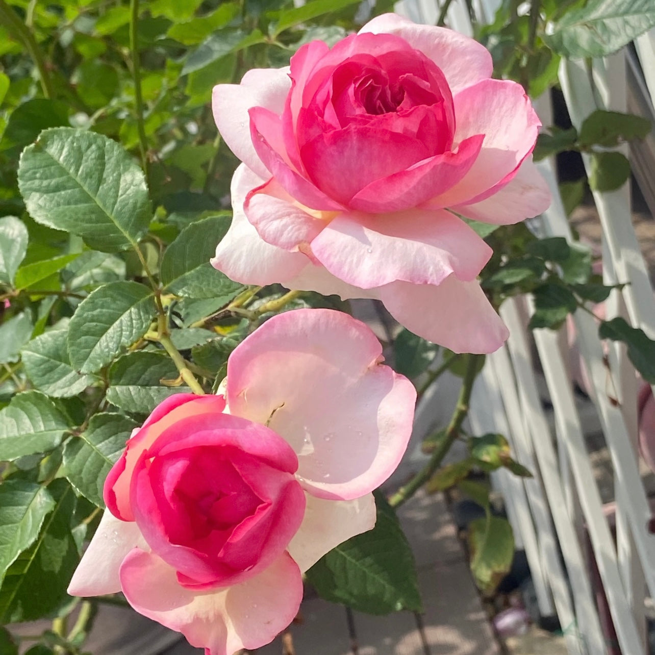 Neo Cherry Shallow Rose with deep pink to light blush petals and white edges, Japanese hybrid tea rose from Kate Roses.