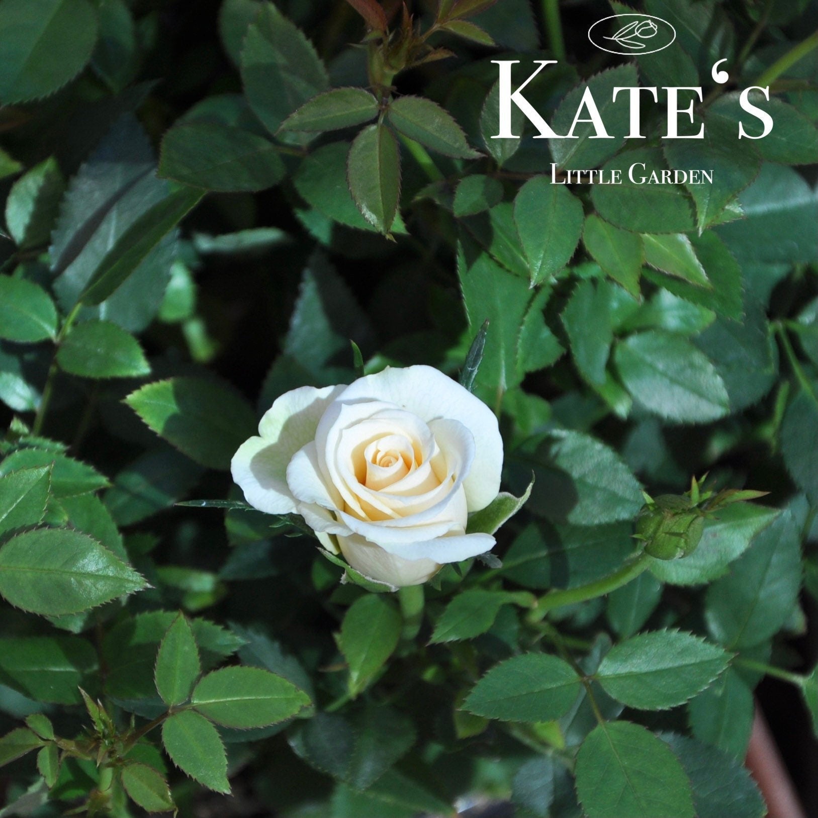 White Miniature Rose - Kate Roses