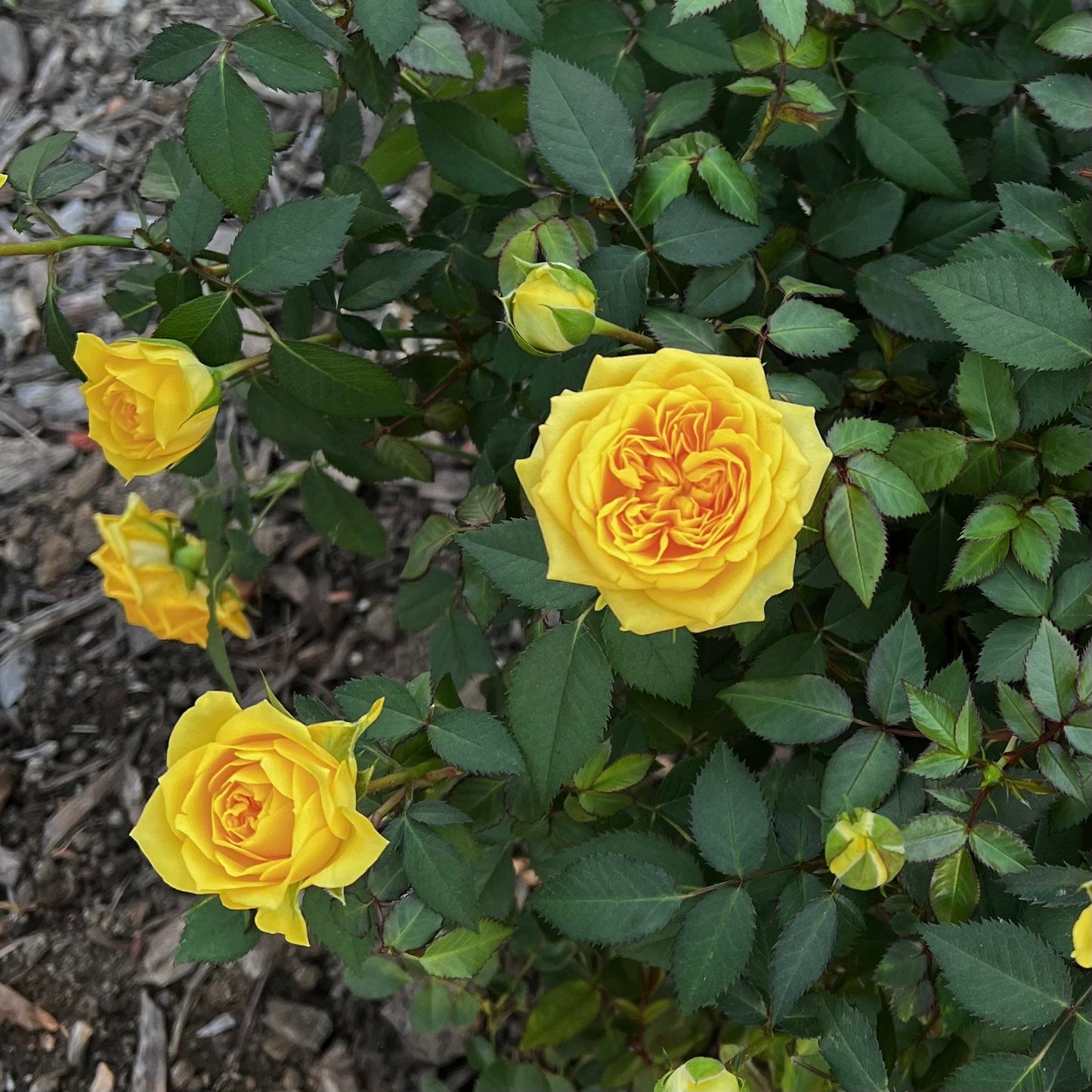 Sunny Beach Rose - Kate Roses