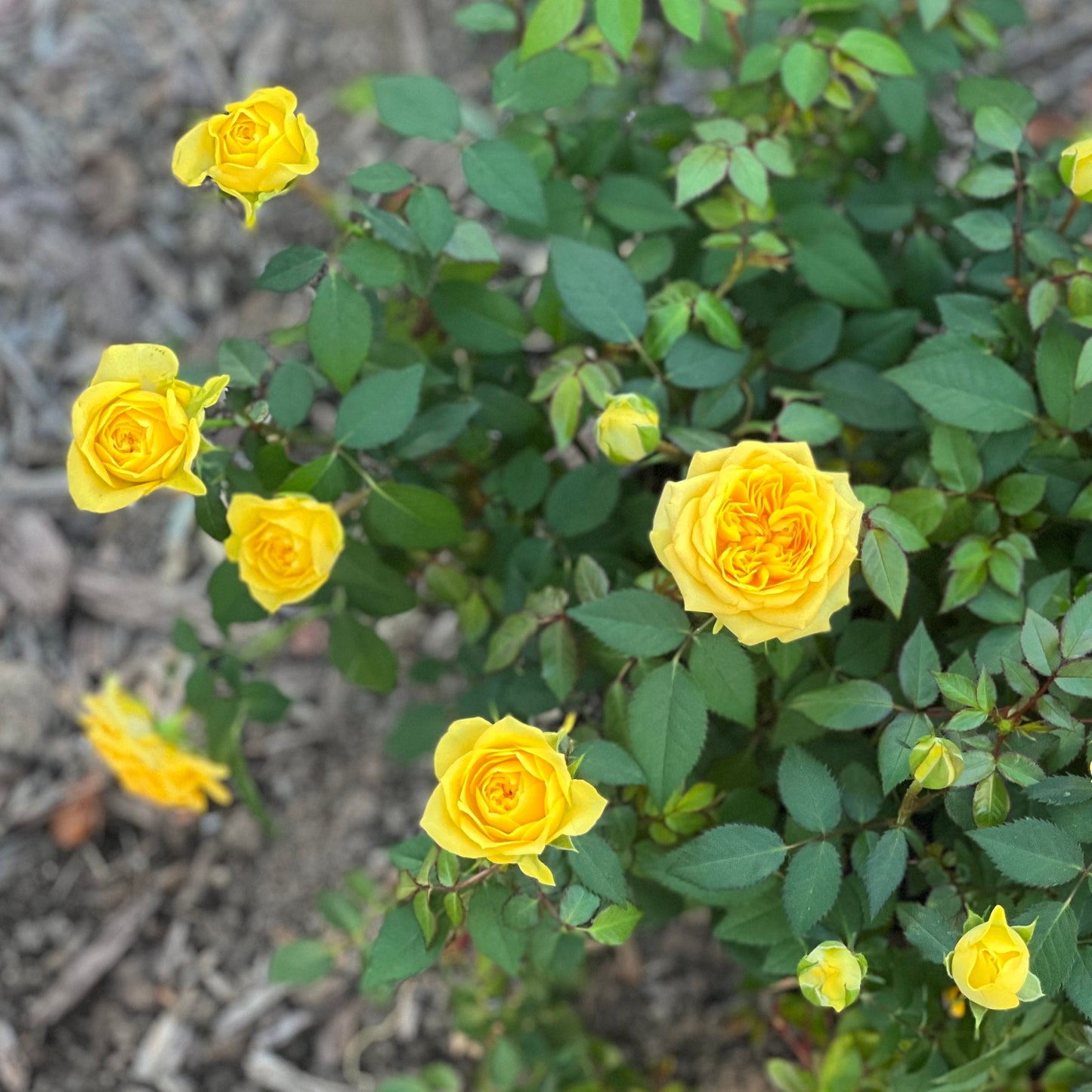 Sunny Beach Rose - Kate Roses