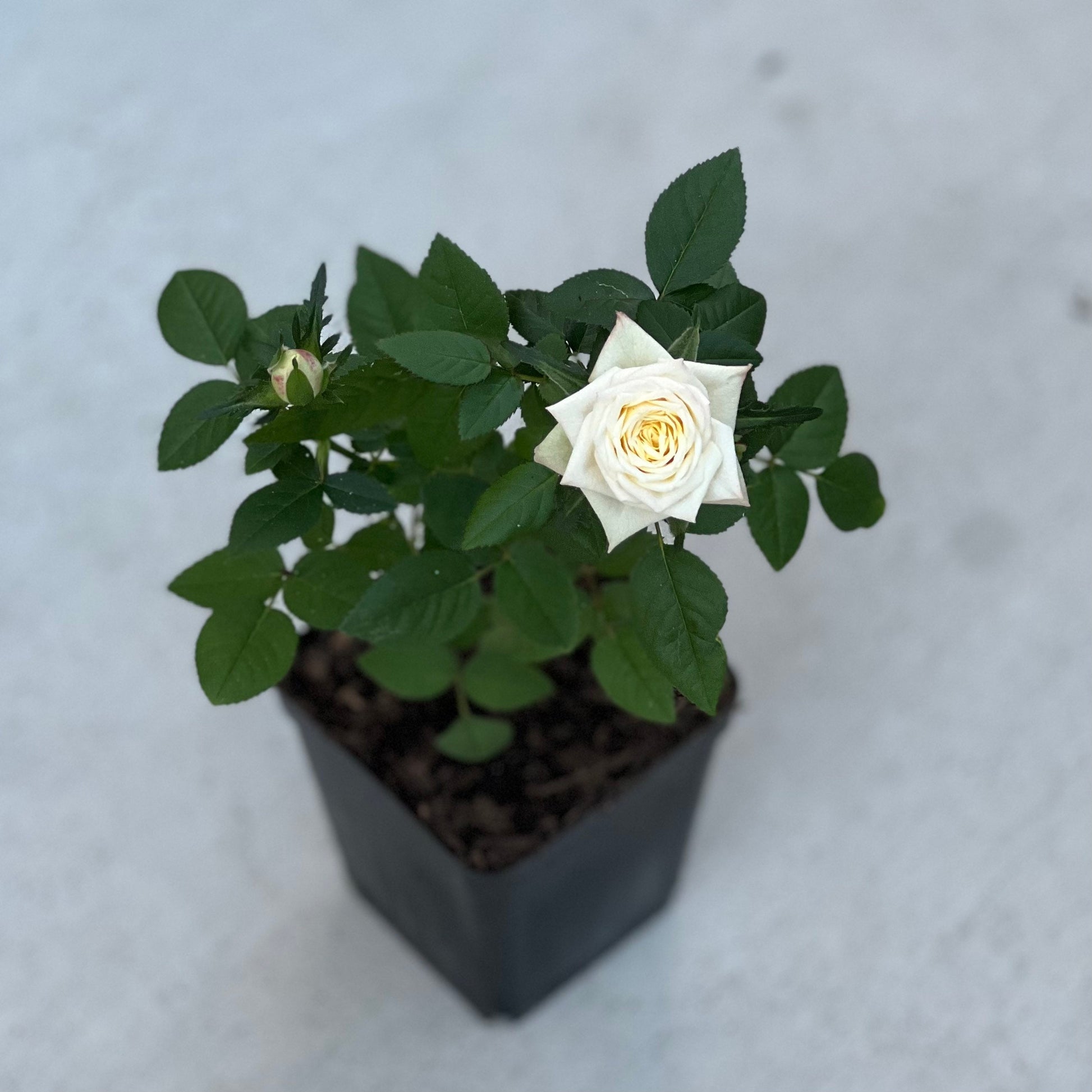 White Miniature Rose - Kate Roses